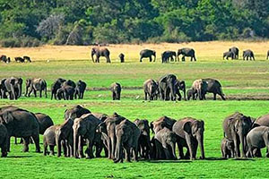 Elephant Gathering at Minneriya National Park